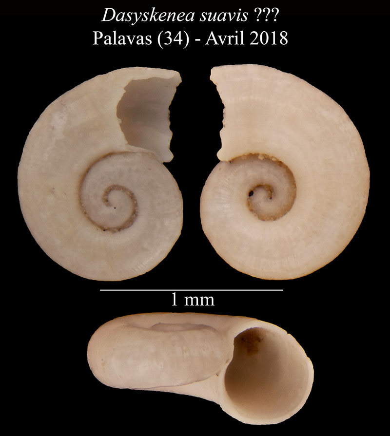 Dasyskenea suavis ???